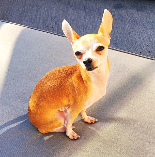 Helping Rescue Dogs Live Their Lives